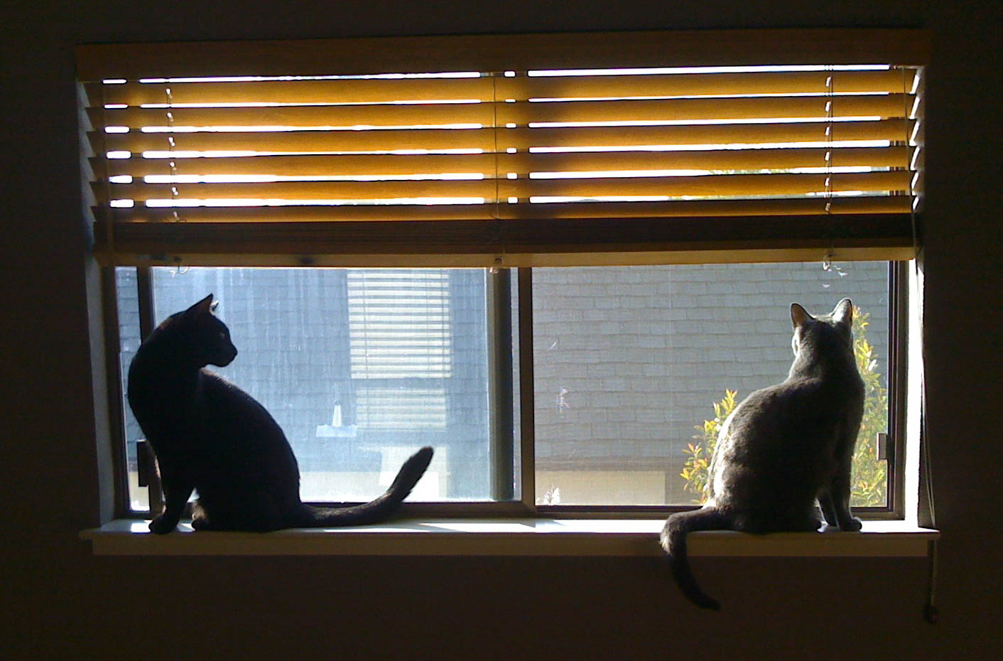 CatsInDiningRoomWindow