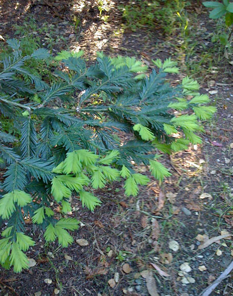 redwood-growth