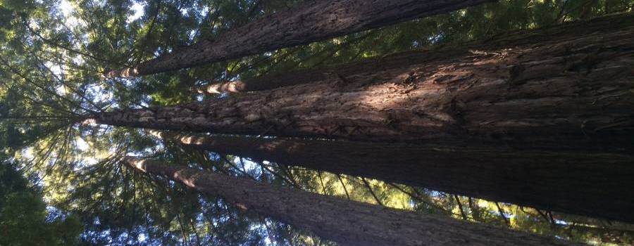 Redwoods are Stupid